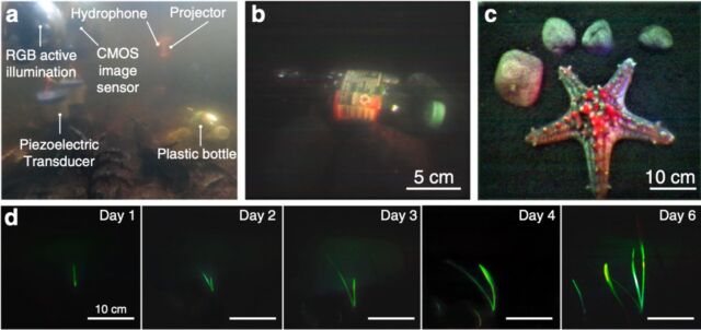 Imágenes de muestra obtenidas utilizando imágenes de retrodispersión submarina.