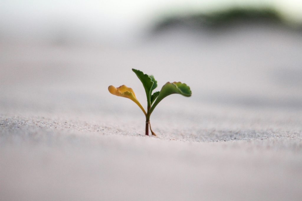 Maximize Your Instagram Growth: Buy Followers and Likes from InsFollowPro.com