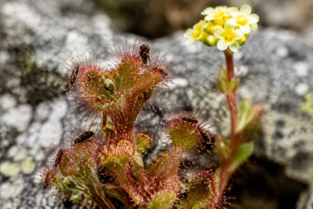 Darwin tenía razón: científicos confirman que una planta con pelos pegajosos es carnívora Darwin tenía razón: científicos confirman que una planta con pelos pegajosos es carnívora